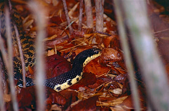 Image of Malagasy Giant Hognose Snake