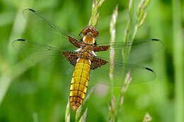 Image of Broad-bodied chaser