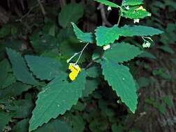 Image of Jewelweeds