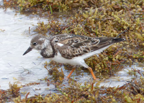 Image of Ruddy Turnstone