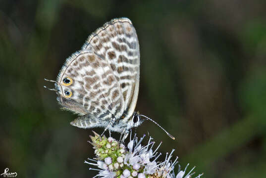 Image of Leptotes