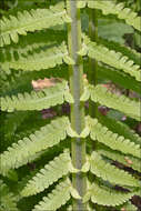 Image of ostrich fern