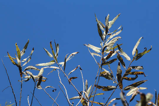 Image of coastal plain willow