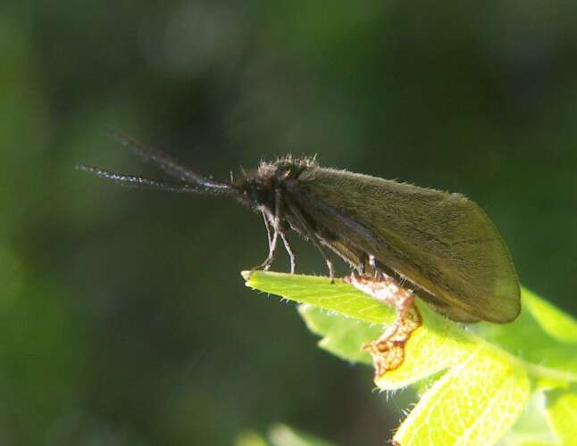 Image of mediterranean burnet moths
