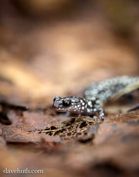 Plethodon glutinosus (Green 1818) resmi