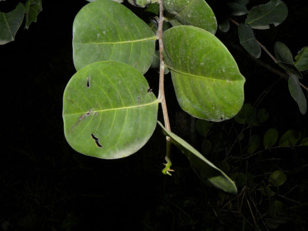 Image of coco-plum family