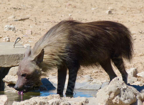 Image of Brown Hyena -- Brown Hyaena