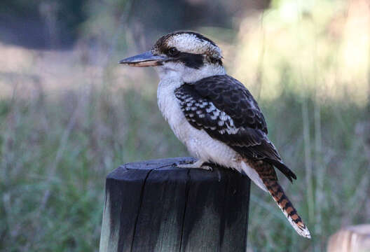 Image of Kookaburra