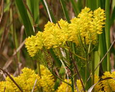 Image of tall pinebarren milkwort