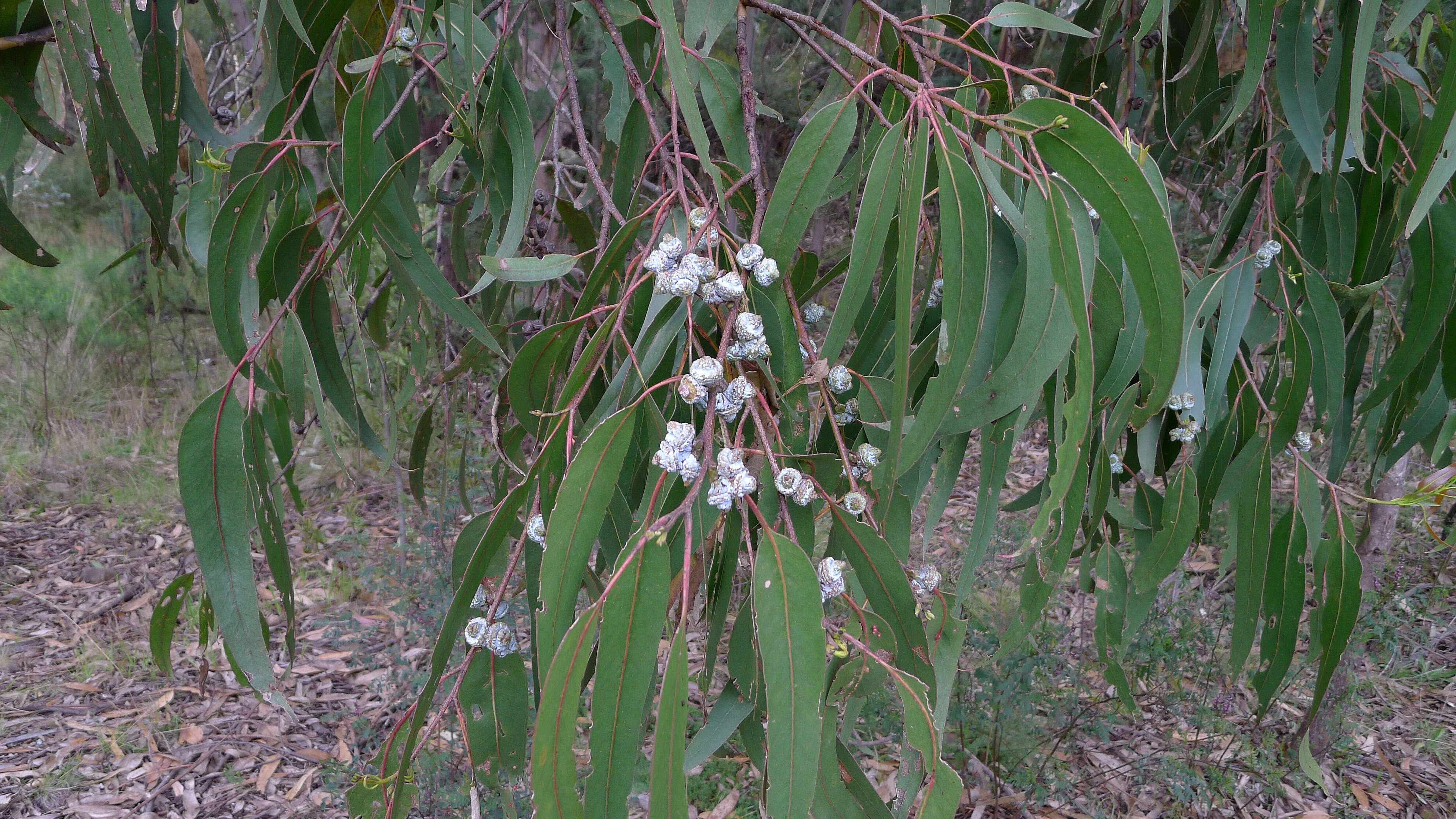 Слика од Eucalyptus globulus subsp. pseudoglobulus (Naud. ex Maiden) Kirkpatrick