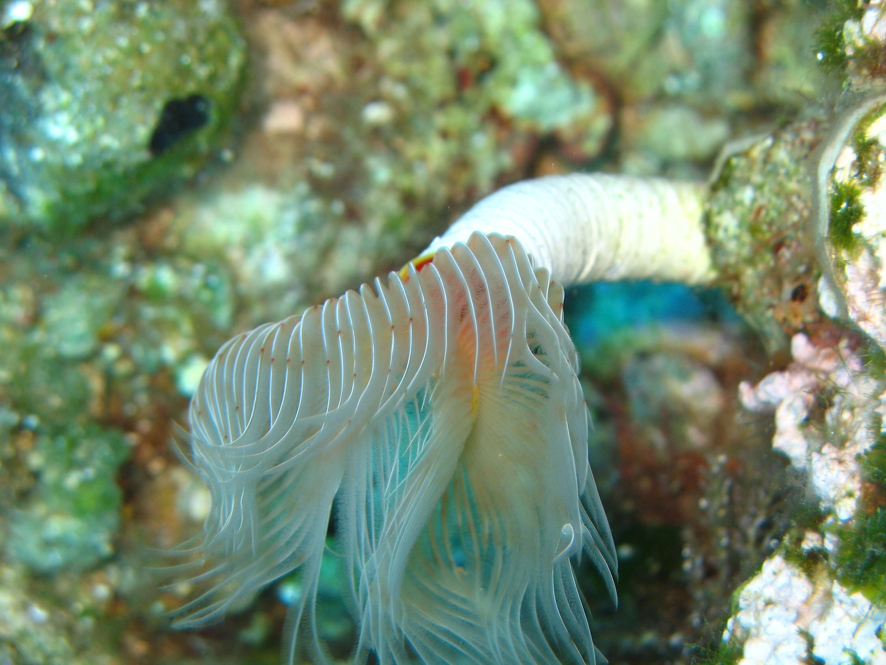 Image of calcareous tubeworms