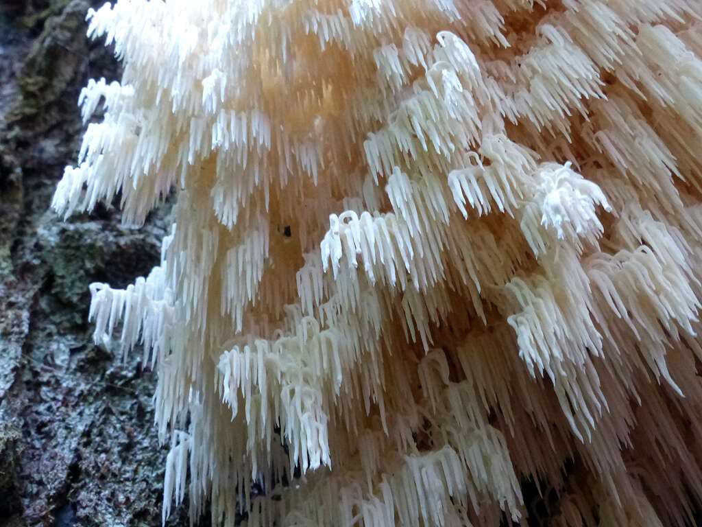 Hericium coralloides (Scop.) Pers. 1794 resmi