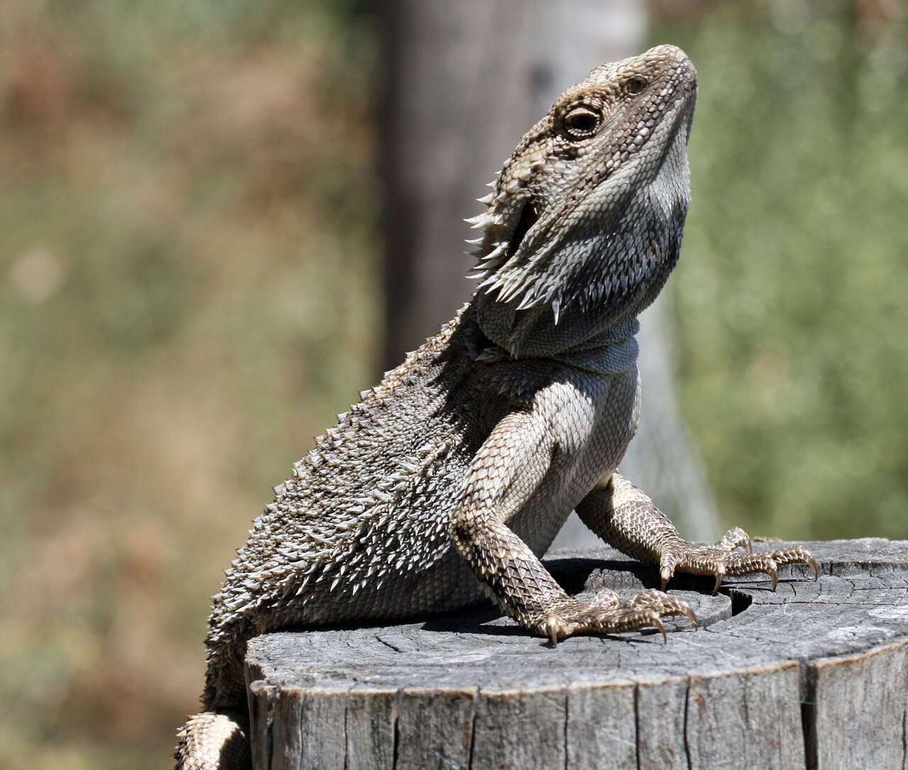 Image of Bearded Dragons