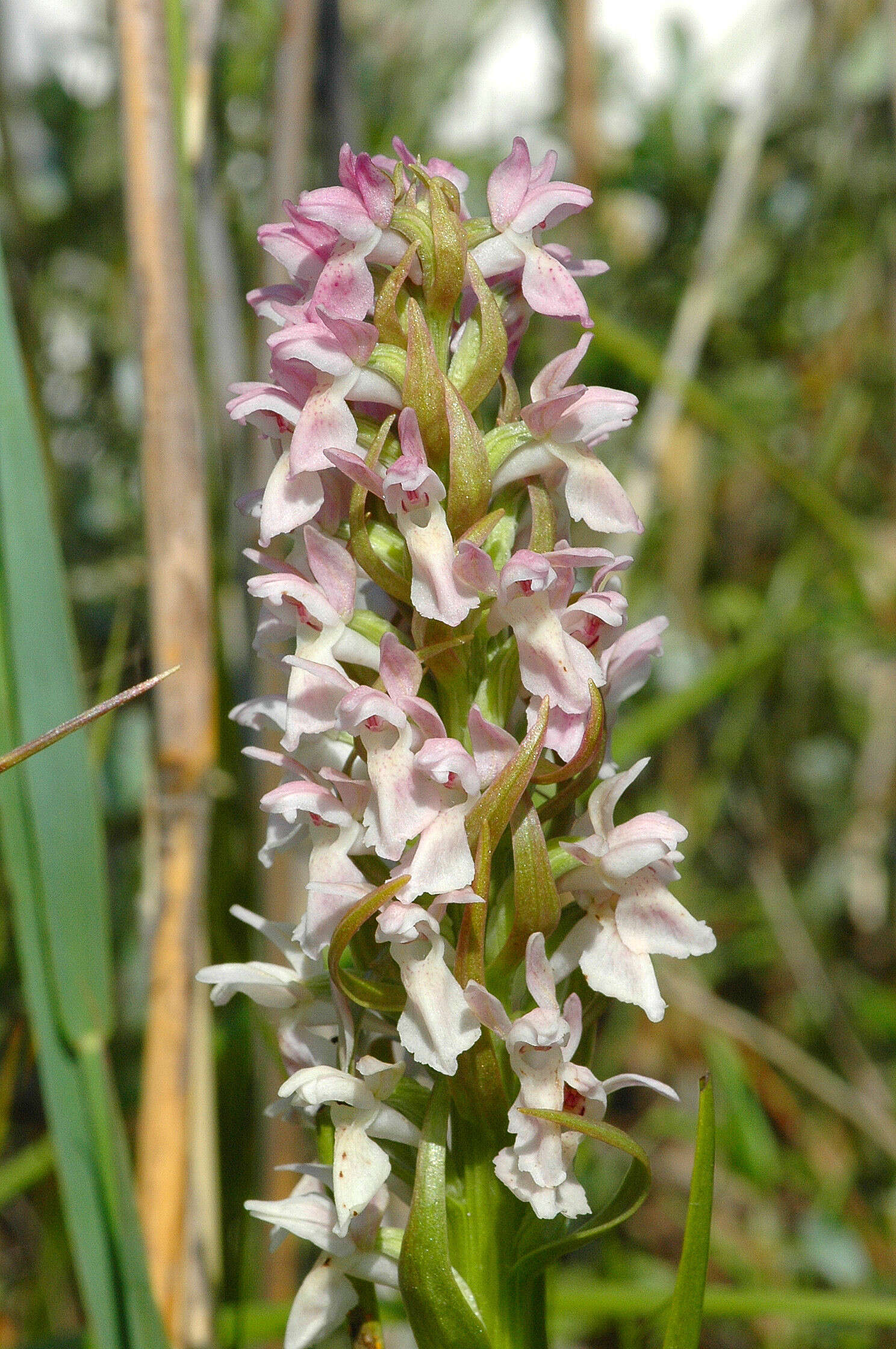 Dactylorhiza incarnata (L.) Soó resmi