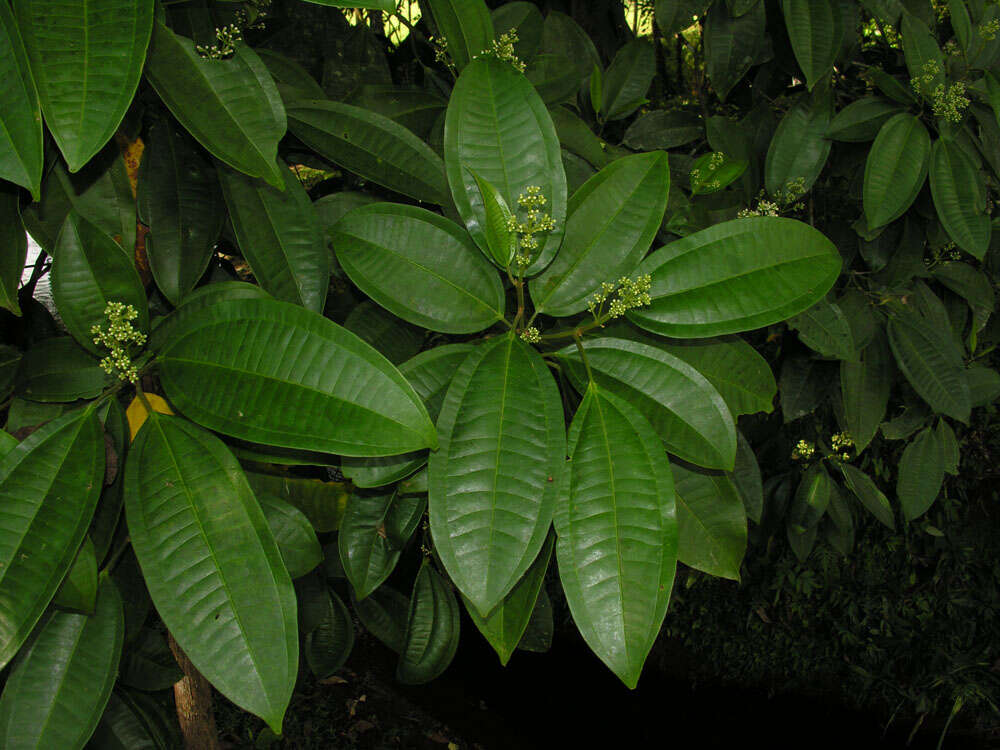 Image of Miconia hondurensis Donn. Sm.