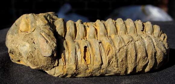 Image of trilobites