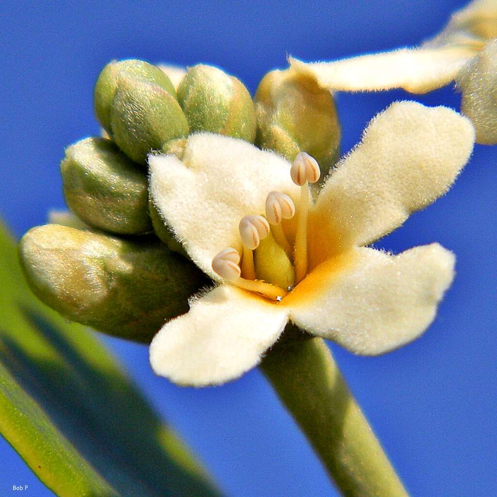 Image of black mangrove