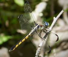 Image of Great Blue Skimmer