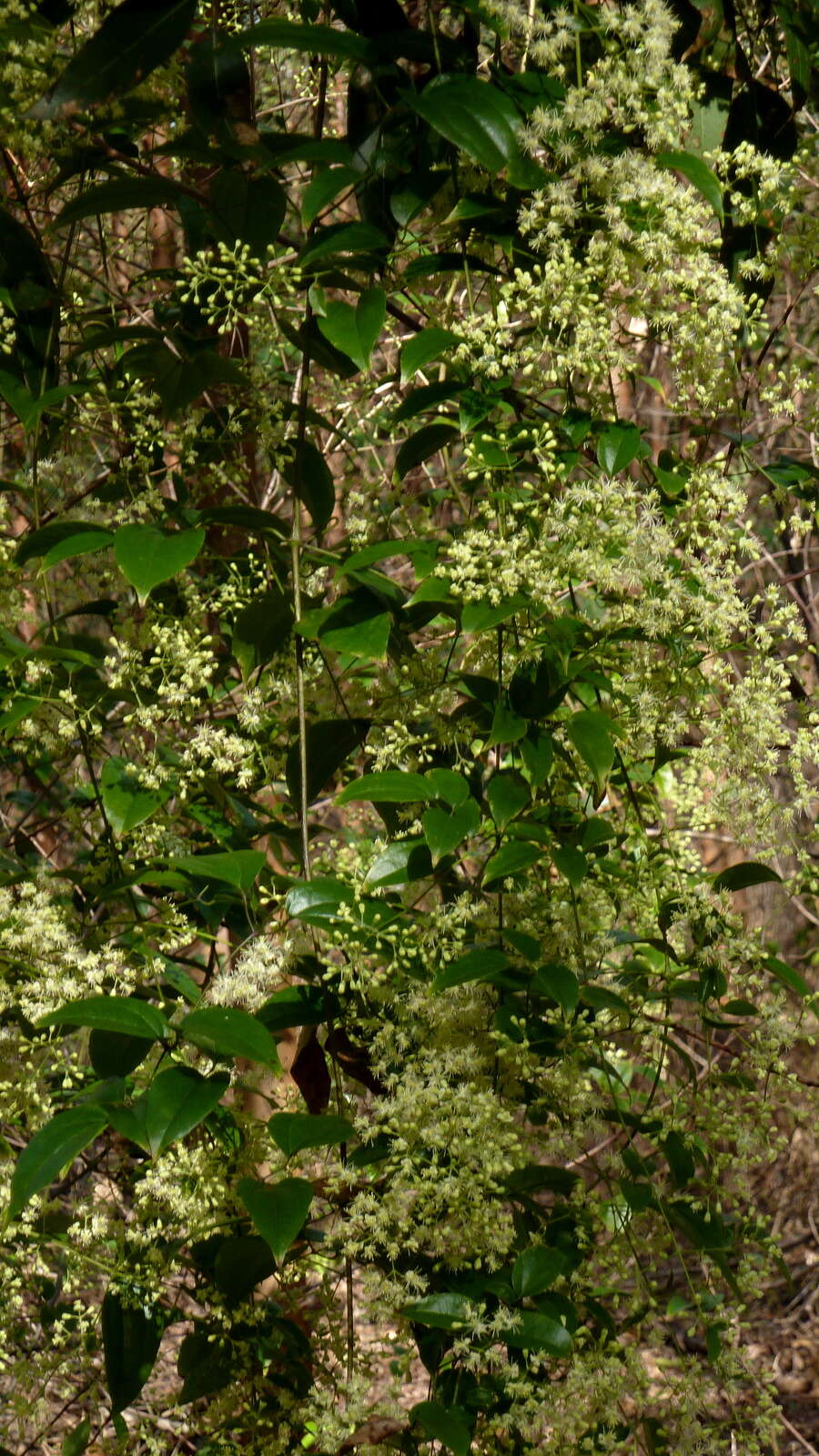 Sivun Clematis brasiliana DC. kuva