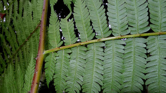 Cyathea microdonta (Desv.) Domin resmi