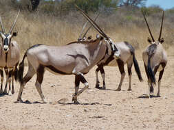 Image of Gemsbok