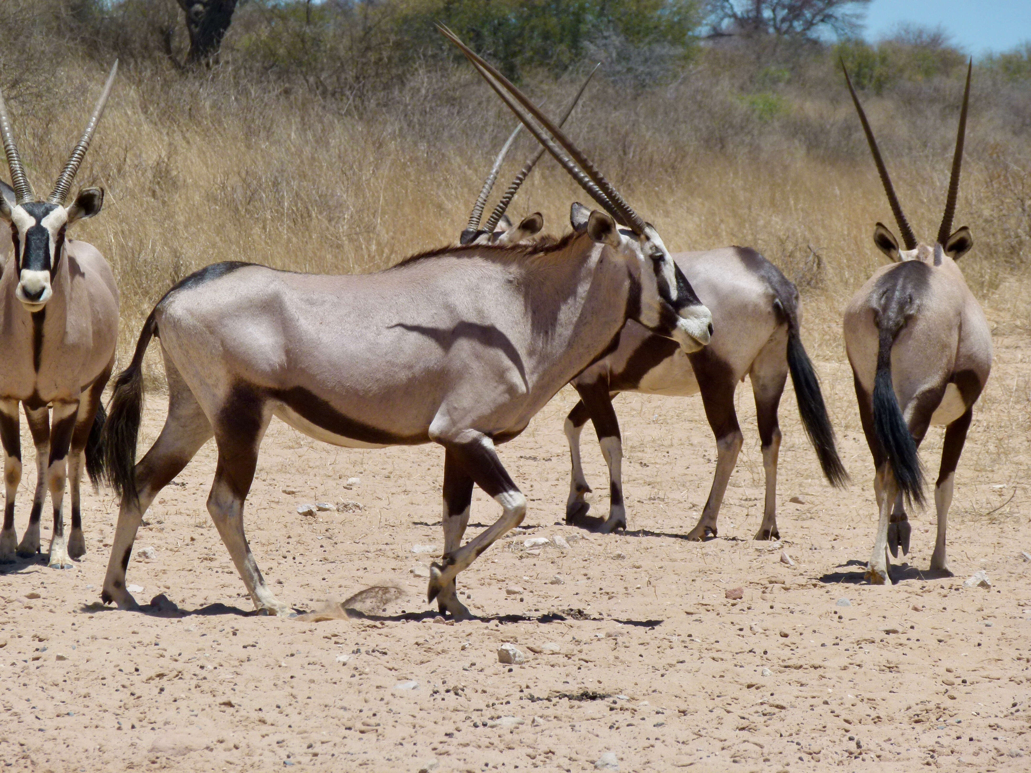 Image of Oryxes