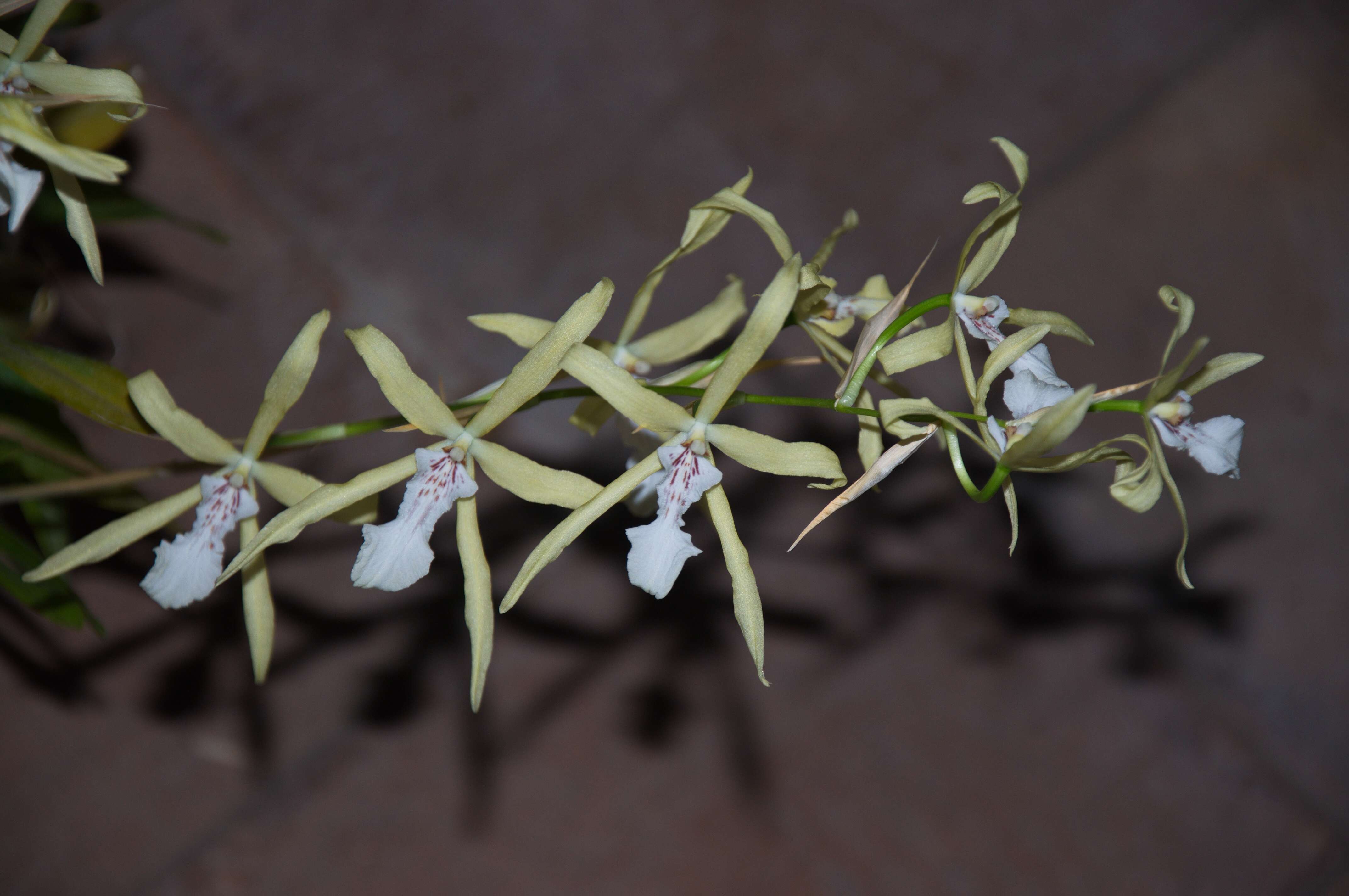 Image of Miltonia flavescens (Lindl.) Lindl.