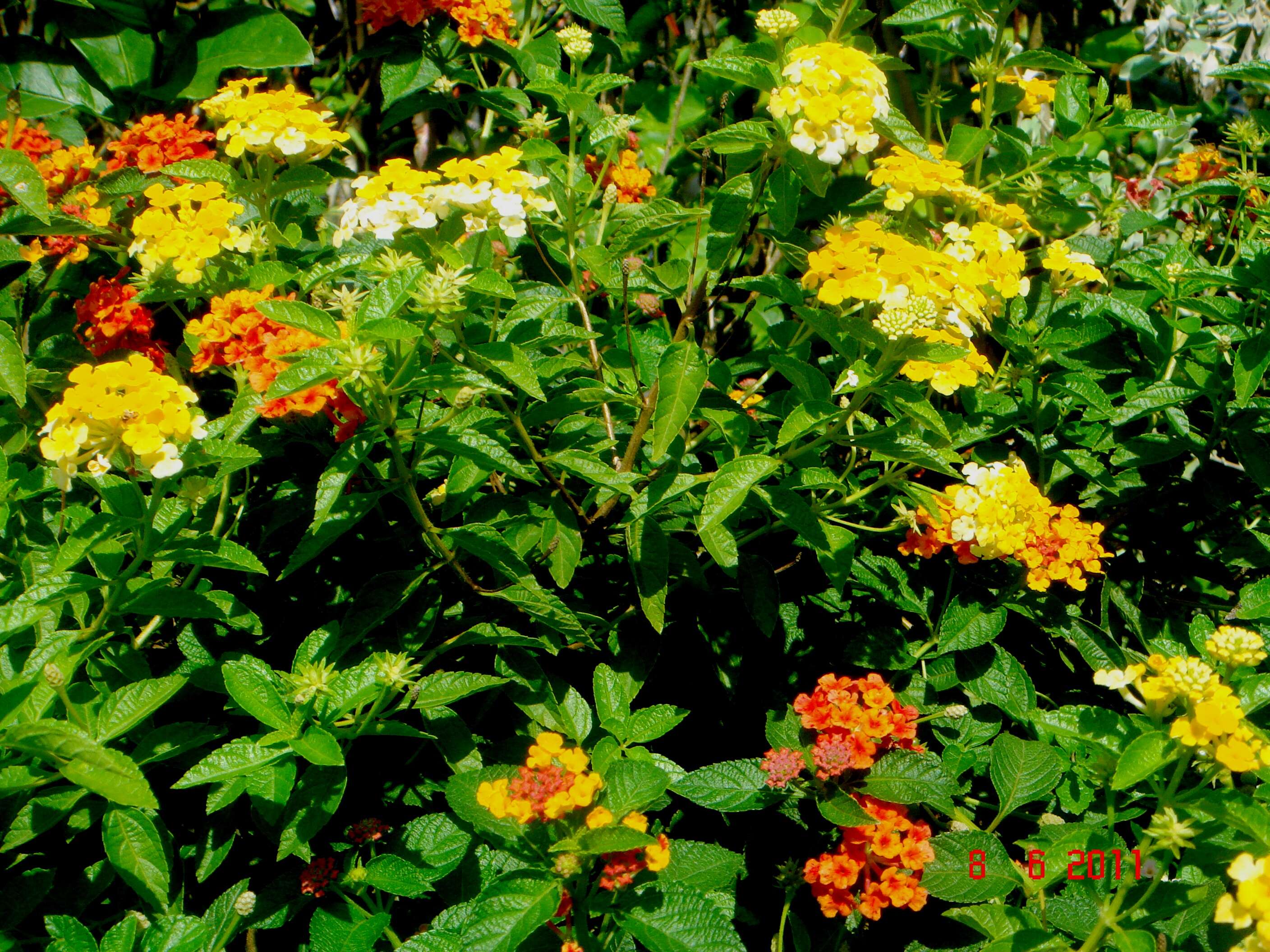 Image of lantana