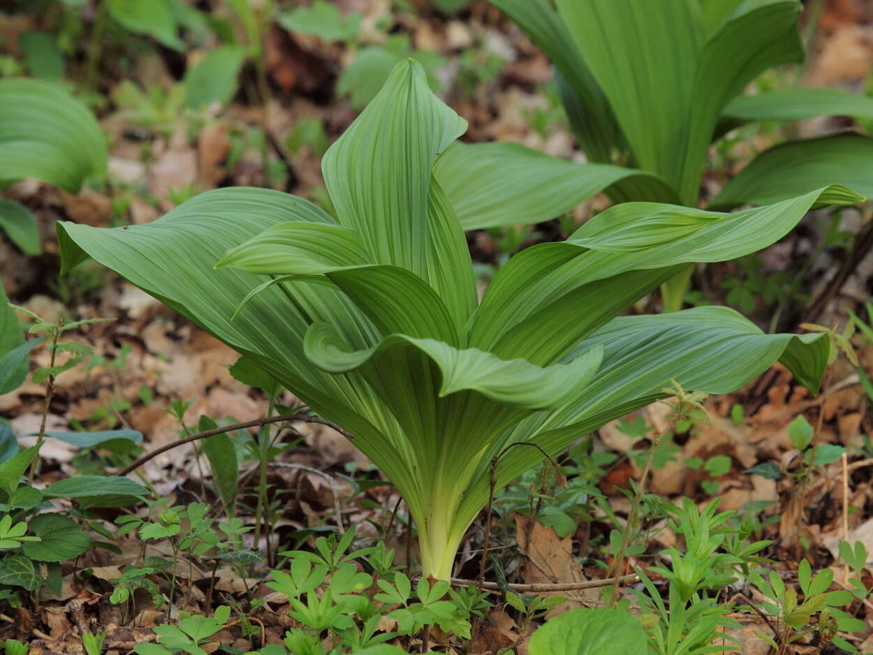 Image of black false hellebore