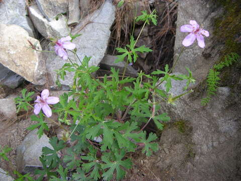 Image of pineywoods geranium