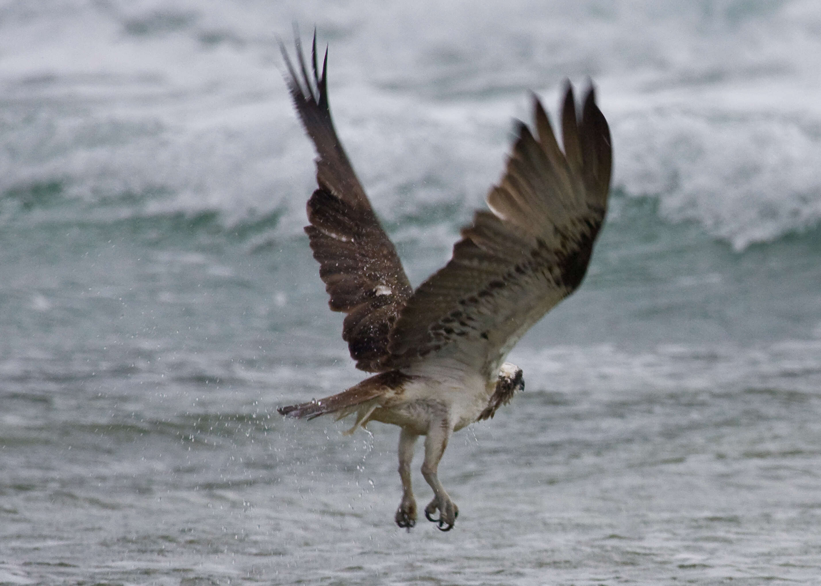 Image of Eastern Osprey