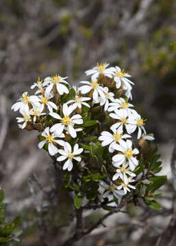 Image of Olearia tasmanica W. M. Curt.