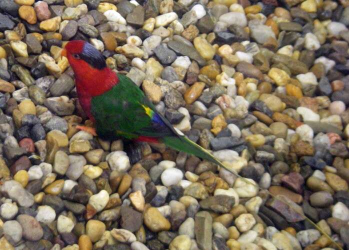 Image of Papuan Lorikeet