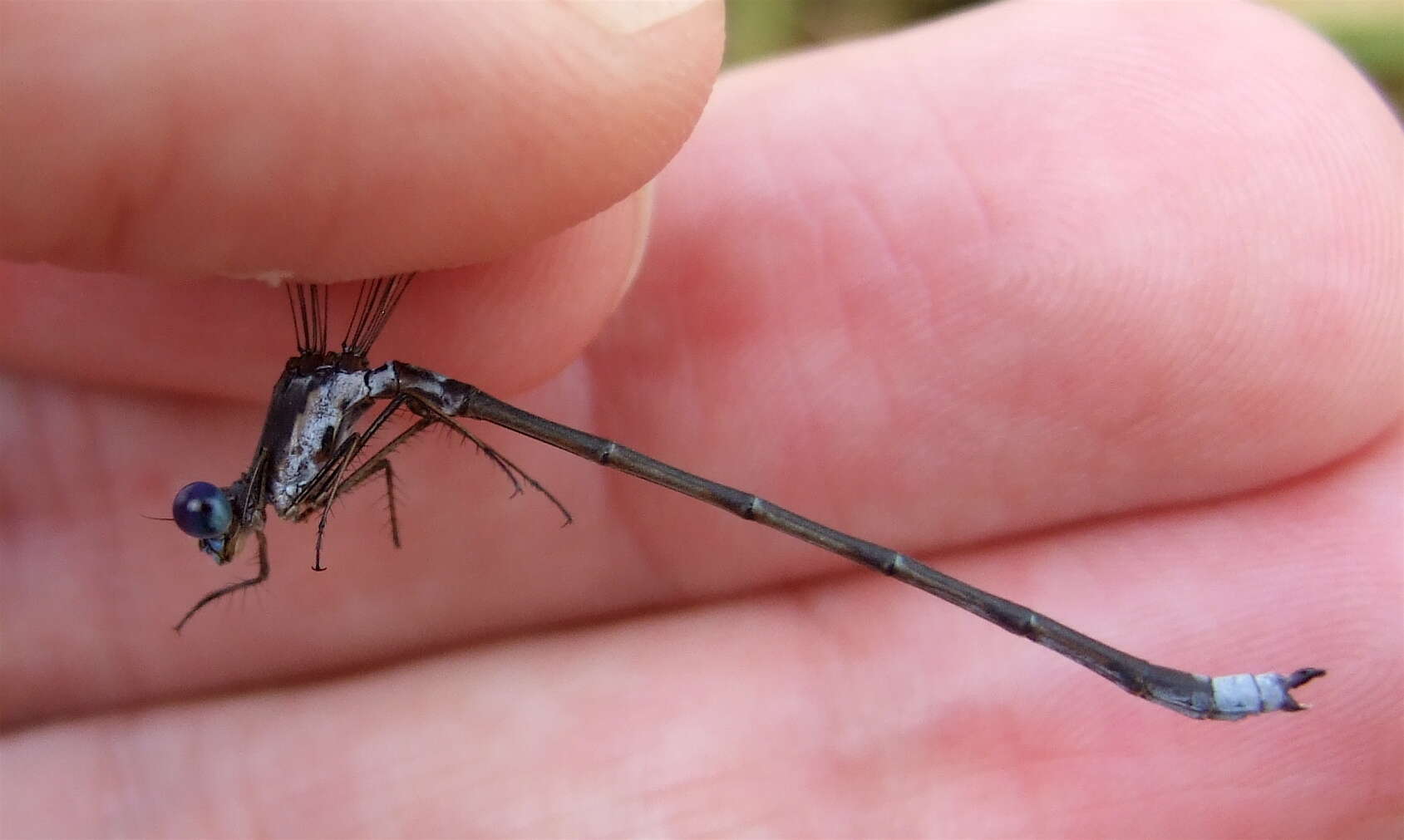 Image of Spotted Spreadwing