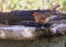 Image of Cardinalis Bonaparte 1838