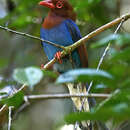 Image of Ceylon Blue Magpie