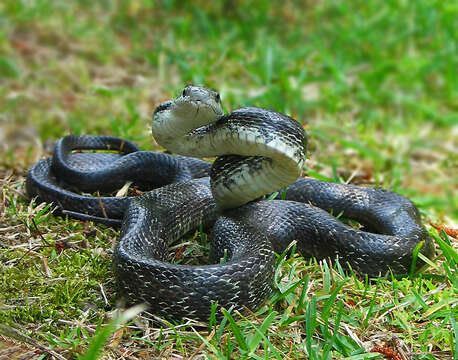 Image of Rat snakes