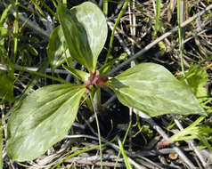 Imagem de Trillium recurvatum L. C. Beck