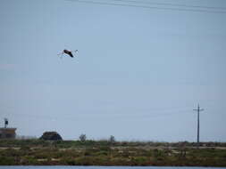 Imagem de Phoenicopterus Linnaeus 1758