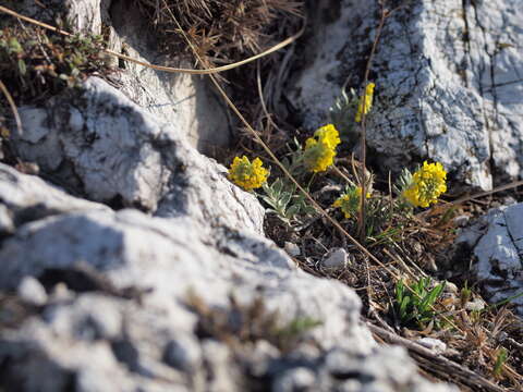 Sivun Alyssum montanum subsp. montanum kuva