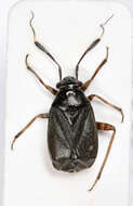 Capsus ater (Linnaeus 1758)的圖片