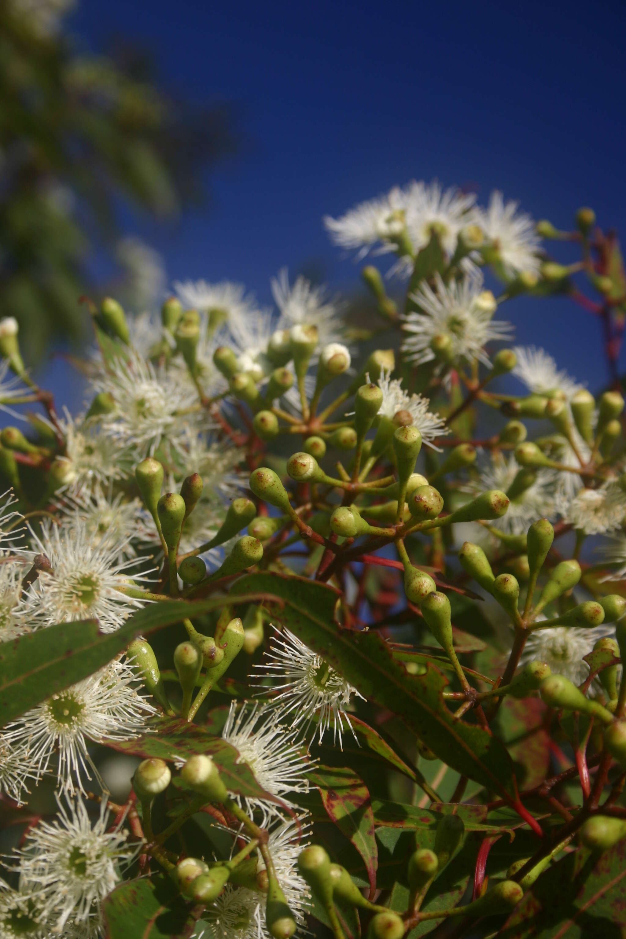 صورة Corymbia gummifera (Gaertn.) K. D. Hill & L. A. S. Johnson