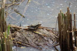 Image of Emei Music Frog