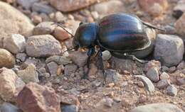 Image of Psammodes gibbus (Linnaeus 1760)