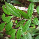 Image of Ilex mitis (L.) Radlk.