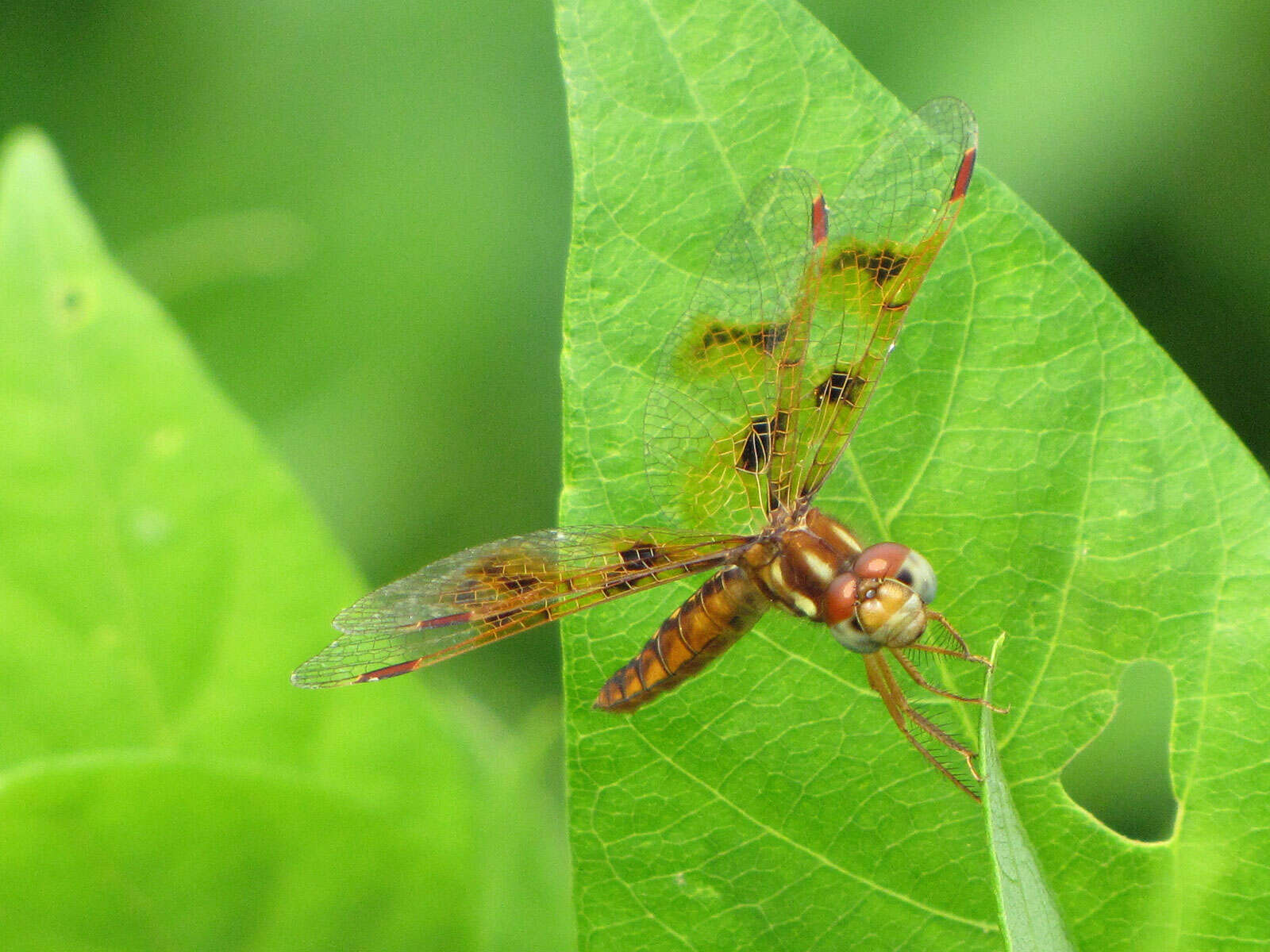 Image of Eastern Amberwing