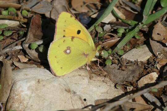 Image of clouded yellow