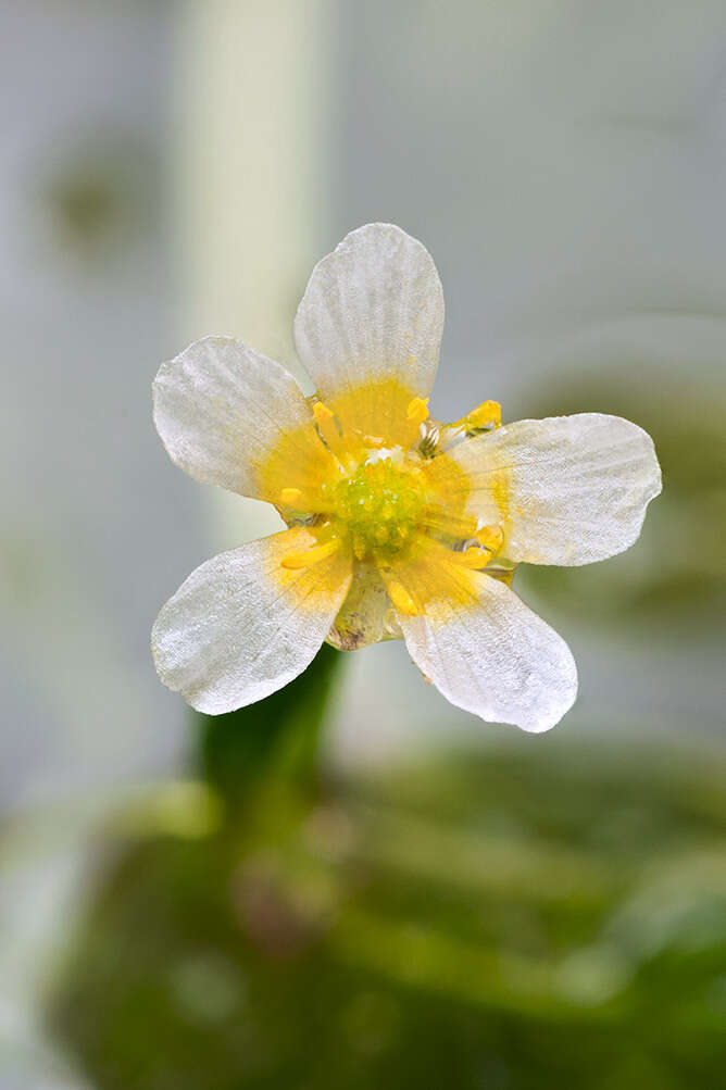 Image of Thread-leaved Water-crowfoot