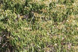 Image of Clerodendrum floribundum R. Br.