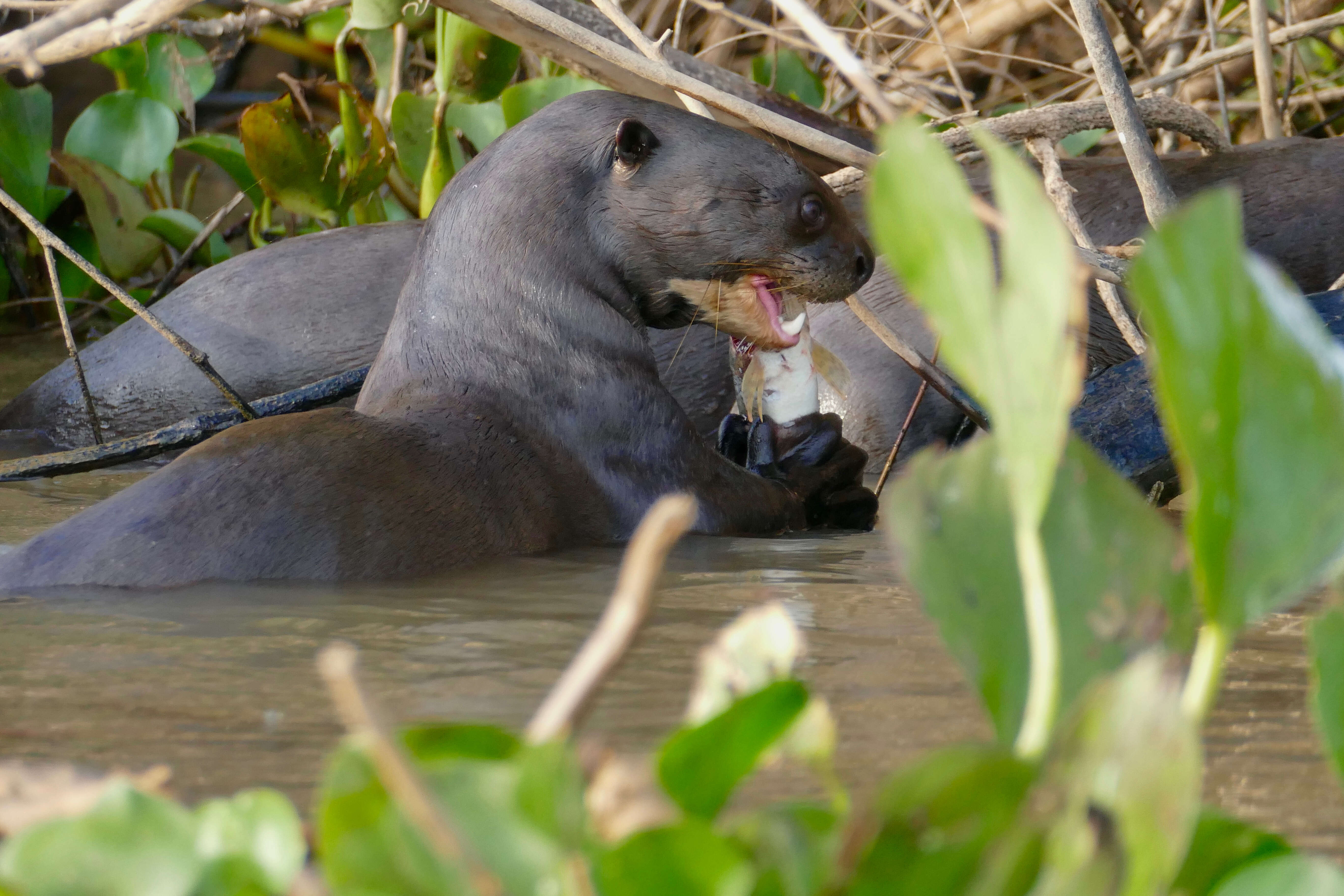 Image of giant otter